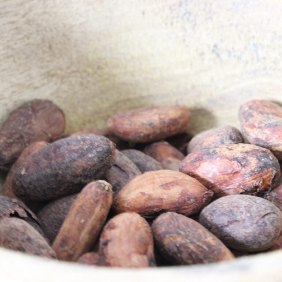 Fèves de Cacao Criollo de Qualité Supérieure