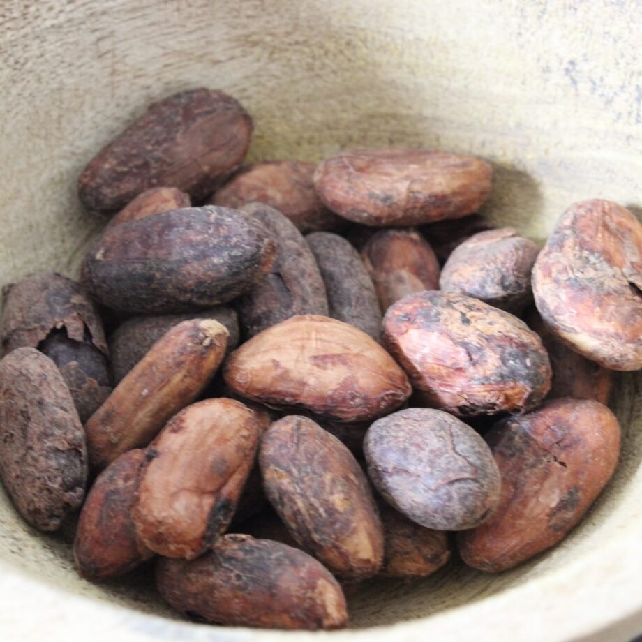 Fèves de Cacao Criollo de Qualité Supérieure