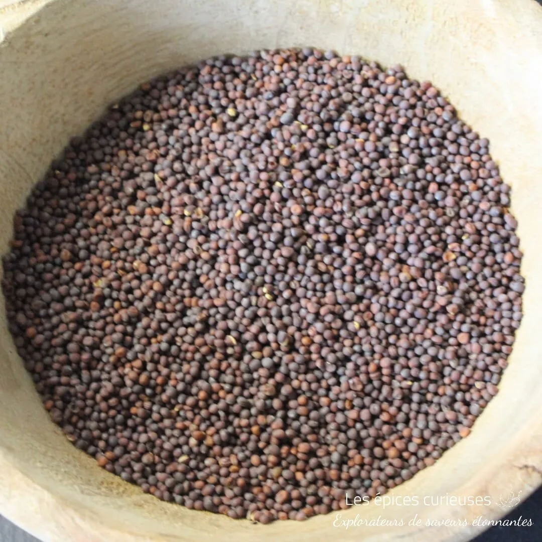 Graines de moutarde noir - Les épices curieuses