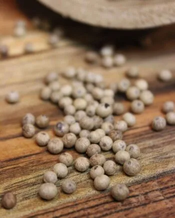 Poivre blanc de Kampot IGP Bio   Les épices curieuses